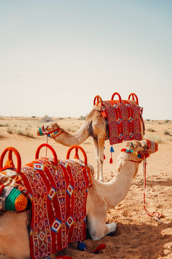 chameau , chose à faire à dubai